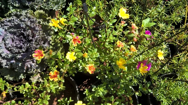 Naturskøn Visning Planter Eller Blomster Til Multipurpose Brug - Stock-foto
