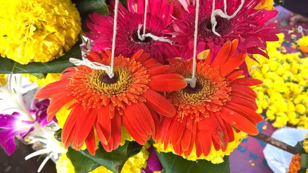 Vista Cênica Flor Daisy Gerbera Colorido — Fotografia de Stock
