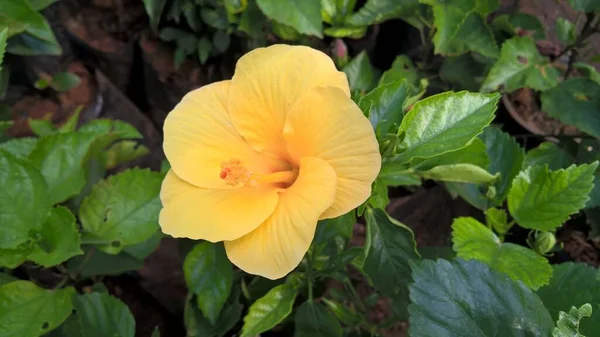 Vista Panorâmica Plantas Flores Para Uso Multiúso — Fotografia de Stock