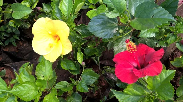 Vista Panorâmica Plantas Flores Para Uso Multiúso — Fotografia de Stock