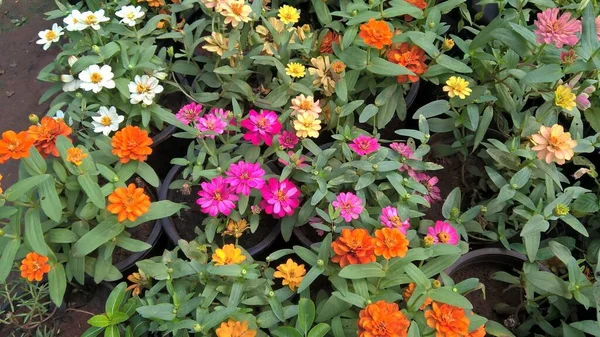 Мальовничий Вид Рослини Або Квіти Багатоцільового Використання — стокове фото