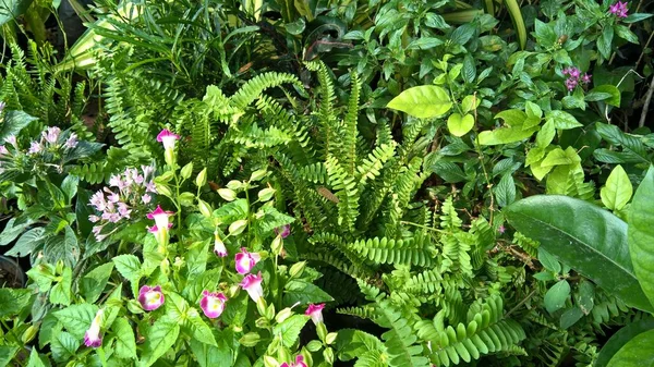 Scenic View Plants Flowers Multipurpose Use — Stock Photo, Image