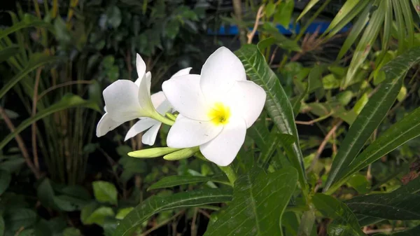 五彩缤纷的花草树木景观 — 图库照片