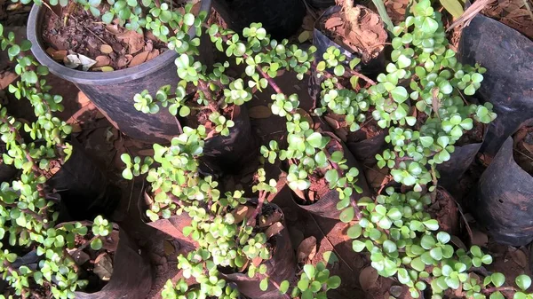 Crassula ovate ayrıca yeşim taşı, şanslı bitki veya para ağacı olarak da adlandırıldı