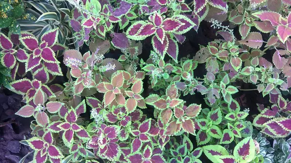 Coleus Bitkileri Coleus Blumei Veya Plectranthus Scutellarioides Olarak Adlandırılır — Stok fotoğraf