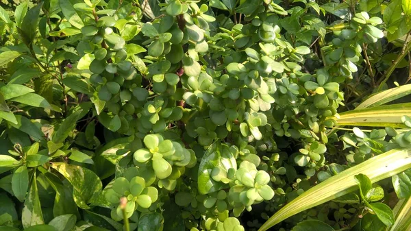 Vista Panorâmica Plantas Flores Para Uso Multiúso — Fotografia de Stock