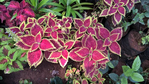 scenic view of plants or flowers for multipurpose use