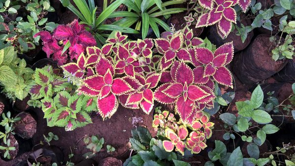 scenic view of plants or flowers for multipurpose use