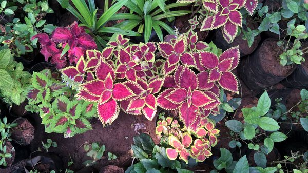 scenic view of plants or flowers for multipurpose use