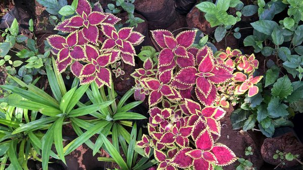 scenic view of plants or flowers for multipurpose use