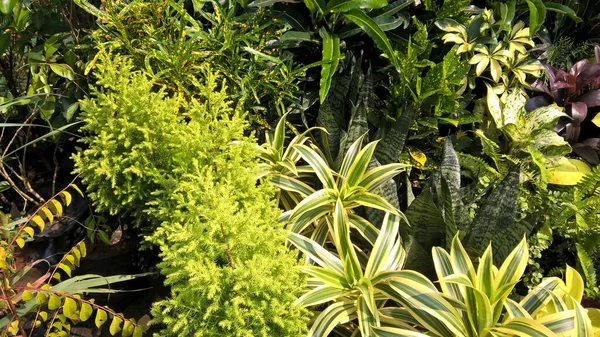 Vista Panorâmica Plantas Flores Para Uso Multiúso — Fotografia de Stock