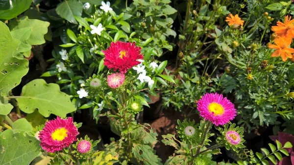 Vista Panorámica Plantas Flores Para Uso Polivalente — Foto de Stock