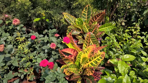 Többcélú Növények Vagy Virágok Festői Kilátása — Stock Fotó