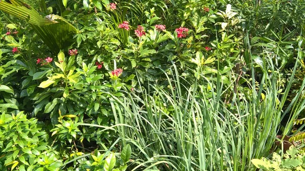 Vue Panoramique Plantes Fleurs Usage Multiple — Photo