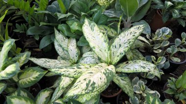 çok amaçlı kullanım için bitkilerin manzarası