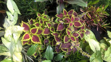Coleus Blumei ya da Plectranthus scutellarioides olarak da adlandırılan koleus bitkilerinin manzarası 