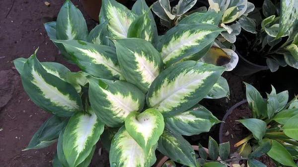 Schilderachtige Weergave Van Planten Voor Multifunctioneel Gebruik — Stockfoto