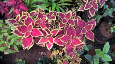 Coleus Blumei ya da Plectranthus scutellarioides olarak da adlandırılan koleus bitkilerinin manzarası 