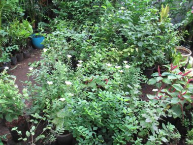 çok amaçlı kullanım için bitkilerin manzarası