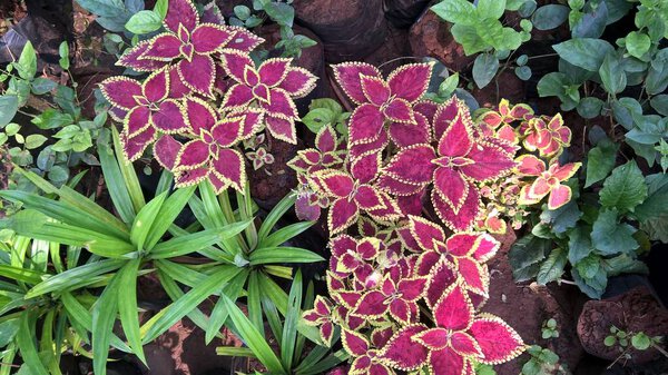 scenic view of coleus plants also called Coleus blumei or Plectranthus scutellarioides 
