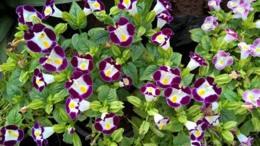Torenia Fournieri lades kemiği çiçeği ya da mavi kanat çiçeği olarak da bilinir.