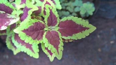 Coleus Blumei ya da Plectranthus scutellarioides olarak da adlandırılan koleus bitkilerinin manzarası 