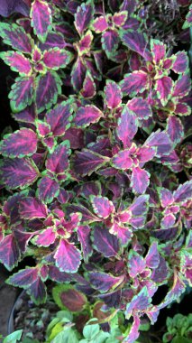 Coleus Blumei ya da Plectranthus scutellarioides olarak da adlandırılan koleus bitkilerinin manzarası 