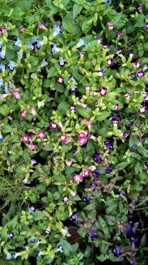 Torenia Fournieri lades kemiği çiçeği ya da mavi kanat çiçeği olarak da bilinir.