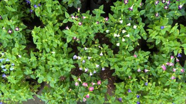 Torenia Fournieri lades kemiği çiçeği ya da mavi kanat çiçeği olarak da bilinir.