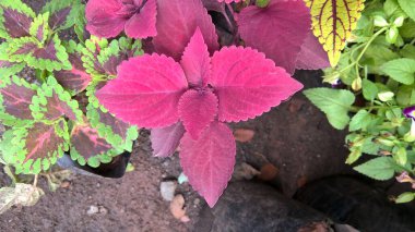 Coleus Blumei ya da Plectranthus scutellarioides olarak da adlandırılan koleus bitkilerinin manzarası 