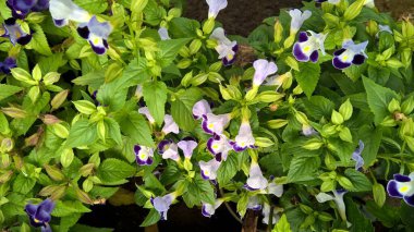 Torenia Fournieri lades kemiği çiçeği ya da mavi kanat çiçeği olarak da bilinir.