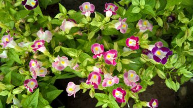 Torenia Fournieri lades kemiği çiçeği ya da mavi kanat çiçeği olarak da bilinir.