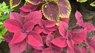 Coleus Blumei ya da Plectranthus scutellarioides olarak da adlandırılan koleus bitkilerinin manzarası 
