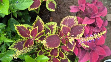 Coleus Blumei ya da Plectranthus scutellarioides olarak da adlandırılan koleus bitkilerinin manzarası 