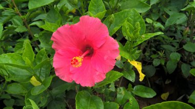 çok amaçlı kullanım için hibiscus veya gül çiçeği ve bitkilerin manzarası