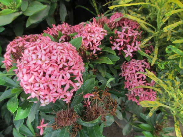 Nahaufnahme Von Bunten Ixora Blumen Und Pflanzen — Stockfoto