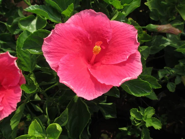 Vista Panorâmica Hibisco Flor Rosada — Fotografia de Stock