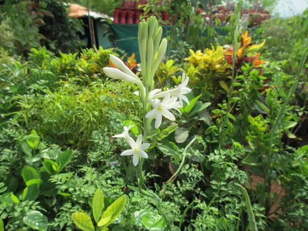 Agave Amica Tuberose Květ Také Známý Jako Rajanigandha Nebo Nishigandha — Stock fotografie