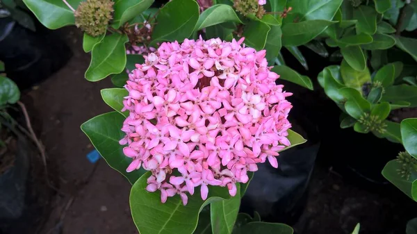 Vista Primer Plano Color Rosa Blanquecino Ixora Flores Plantas — Foto de Stock