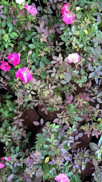 色とりどりの花や植物の風景 — ストック写真