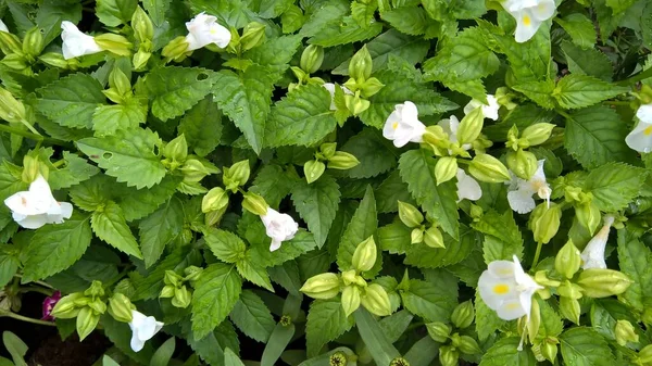 Torenia Fournieri Також Називається Квітка Головоломка Або Блакитна Квітка — стокове фото