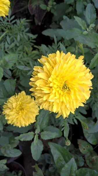 Malownicze Widoki Kwiatów Tagetes Użytku Wielofunkcyjnego — Zdjęcie stockowe