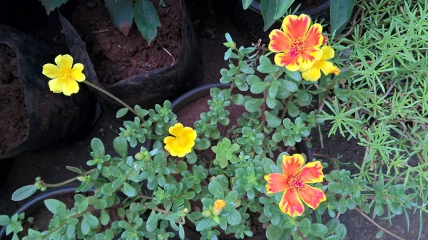 Vista Panorámica Flores Plantas Colores — Foto de Stock