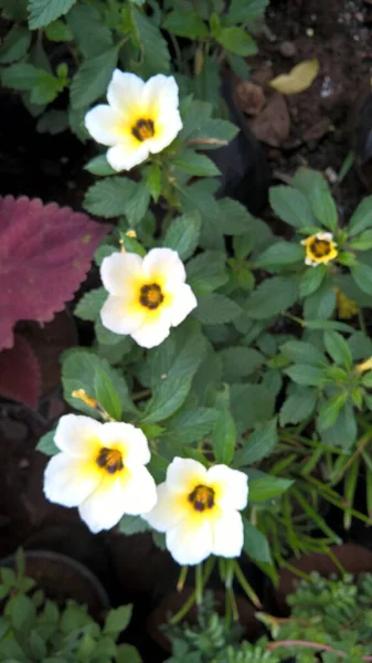 Schilderachtig Uitzicht Witte Gele Kleur Anemoon Bloemen Plant — Stockfoto