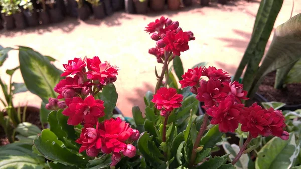 Vue Panoramique Fleurs Plantes Colorées — Photo