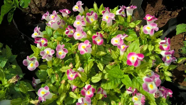 Torenia Fournieri Також Називається Квітка Головоломка Або Блакитна Квітка — стокове фото