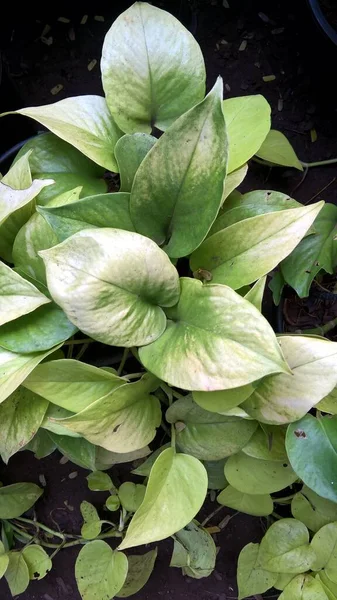 Vista Panorámica Los Pothos Dorados También Conocidos Como Planta Del —  Fotos de Stock