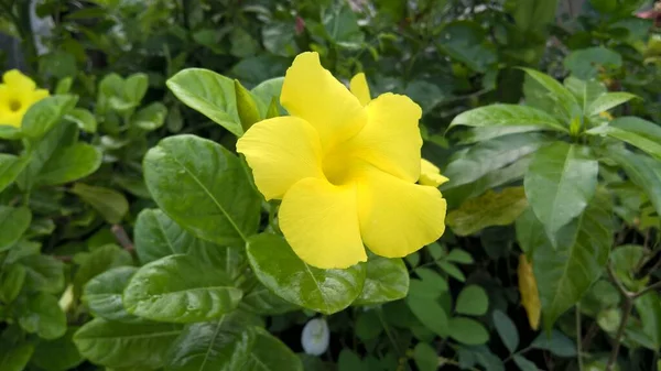 Vista Panorâmica Flores Coloridas Plantas — Fotografia de Stock
