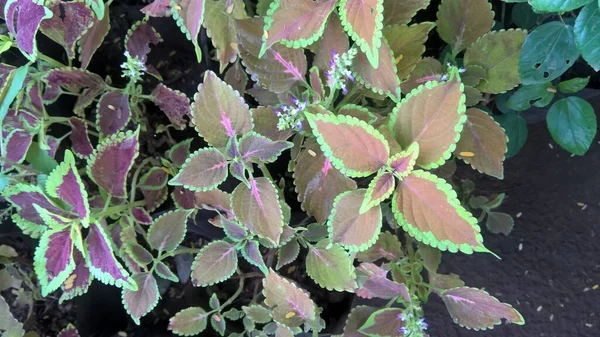 콜레우스 라고도 불리우는 식물들의 — 스톡 사진