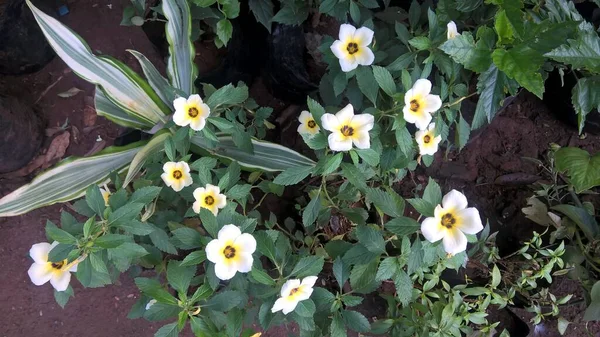 Malebný Pohled Bílé Žluté Barvy Sasanky Květiny Rostlina — Stock fotografie